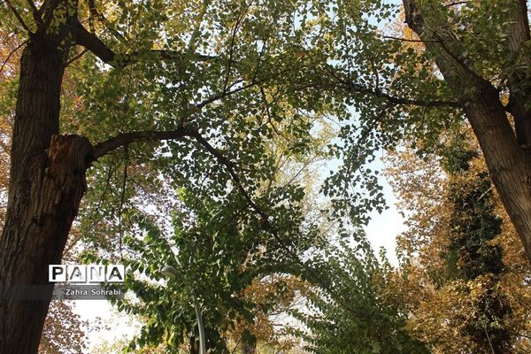 طبیعت پاییزی پارک لاله تهران