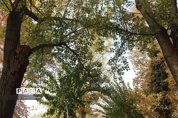 طبیعت پاییزی پارک لاله تهران