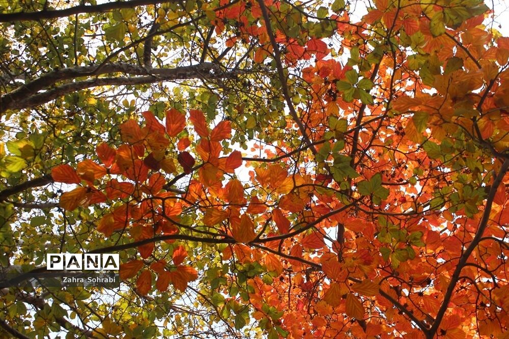 طبیعت پاییزی پارک لاله تهران