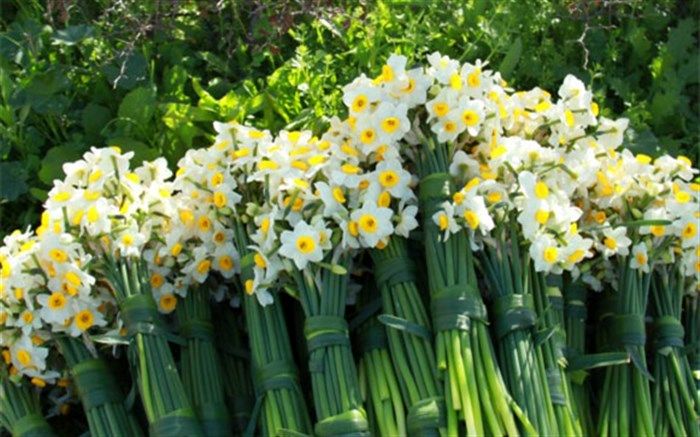 برداشت گل نرگس در شهرستان خوسف آغاز شد