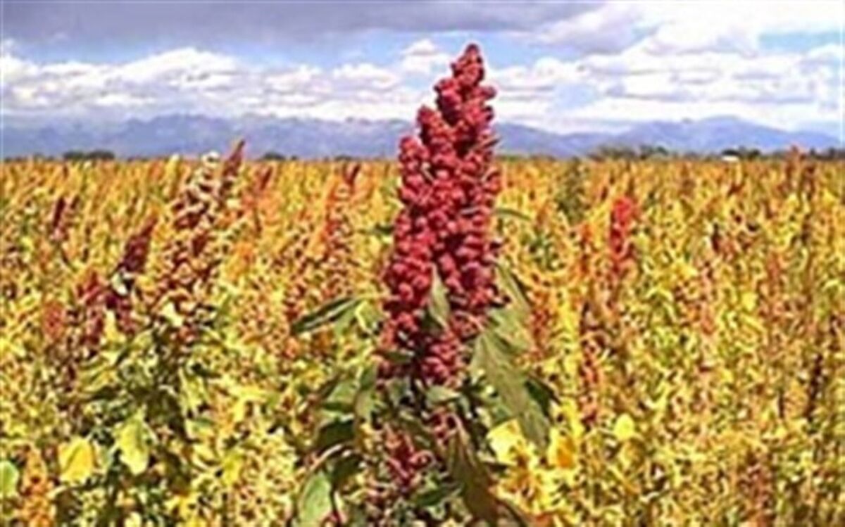کشاورز سروستانی رکوردار تولید کینوا در فارس