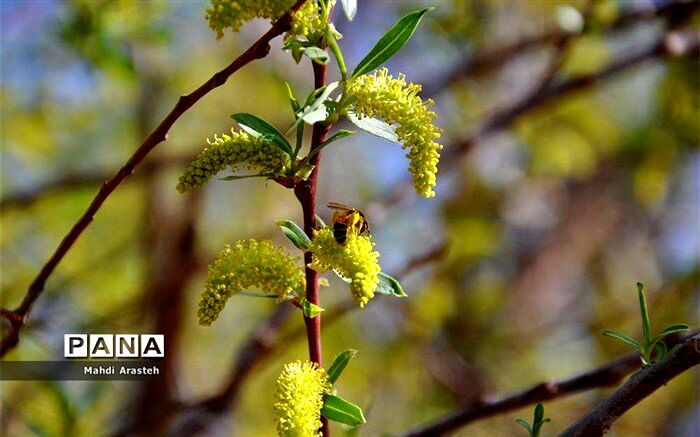پاسخ به انتقاد هرس زودهنگام درختان