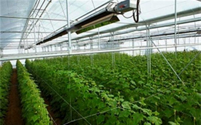 تولید۸ هزار تن محصولات گلخانه ای درخراسان جنوبی