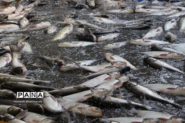 فصل ماهیگیری