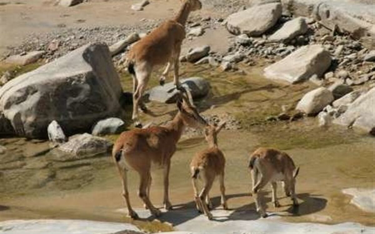 صدور ۲۰۰۰ مجوز شکار پرنده و چند پرسش