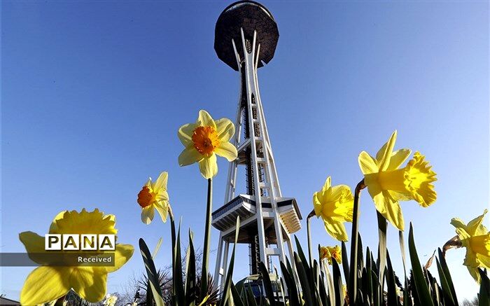 معاون بهبود و تولیدات گیاهی سازمان جهاد کشاورزی خراسان‌جنوبی : بیمه‌گل نرگس به صورت آزمایشی برای یکسال برای اولین بار در استان خراسان جنوبی اجرا می شود