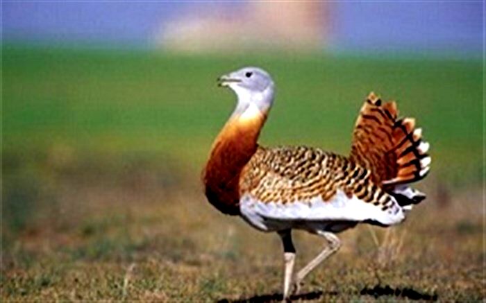 مشاهده ۱۹ قطعه میش مرغ در زیستگاه بوکان