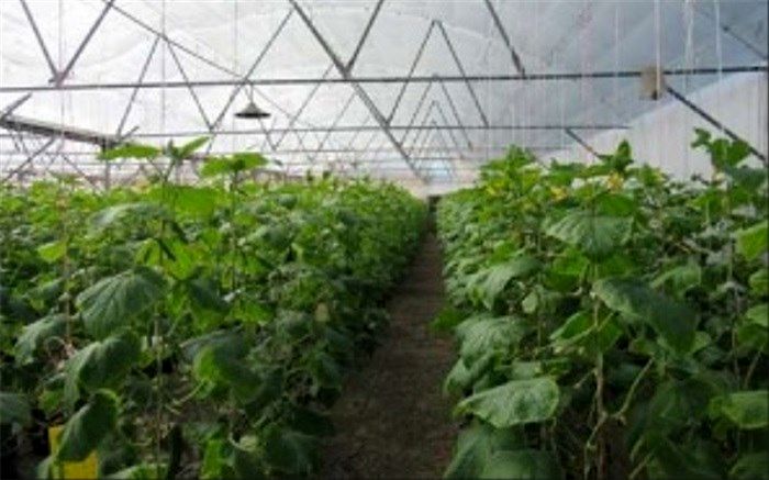 مدیر شرکت شهرک‌های کشاورزی : واگذاری ۵۰ هکتار از اراضی گلخانه‌ای خراسان جنوبی