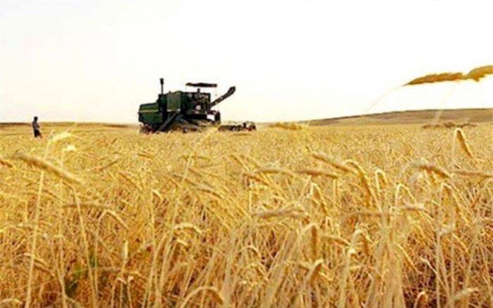 افزایش ۶۲ درصدی یارانه خرید تضمینی گندم