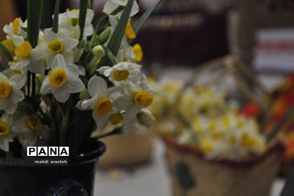 برگزاری جشنواره استانی گل نرگس در خوسف