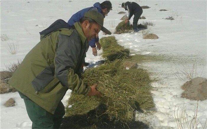 علوفه رسانی به حیات وحش سقز در برف و سرما