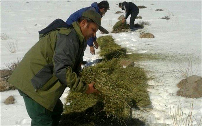 علوفه رسانی به حیات وحش سقز در برف و سرما