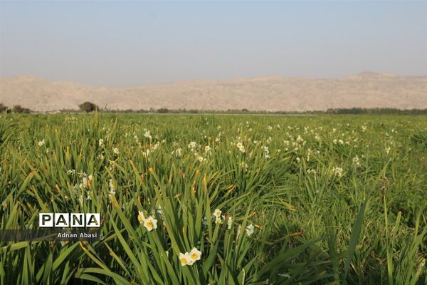 برداشت گل نرگس در گله‌دار فارس