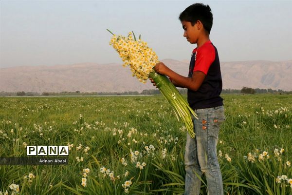 برداشت گل نرگس در گله‌دار فارس