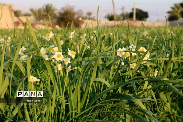 برداشت گل نرگس در گله‌دار فارس
