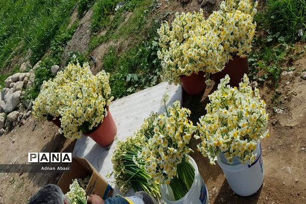 برداشت گل نرگس در گله‌دار فارس