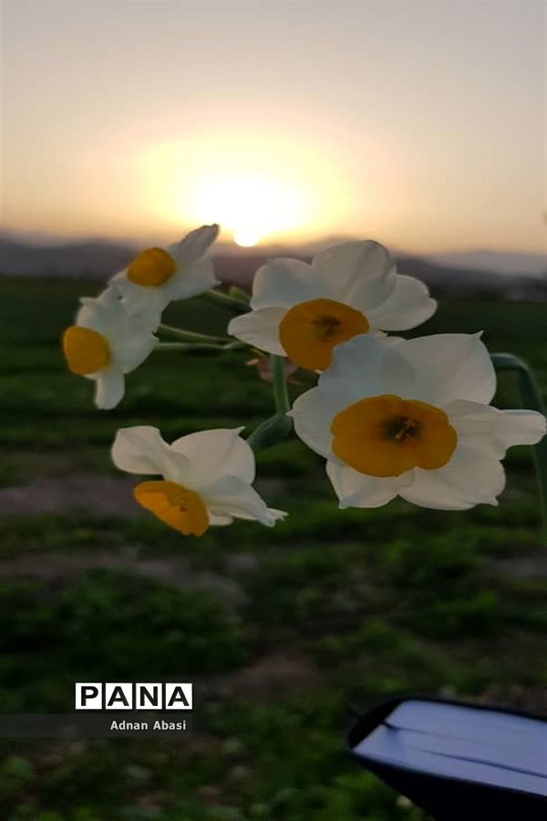 برداشت گل نرگس در گله‌دار فارس