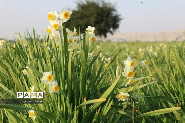 برداشت گل نرگس در گله‌دار فارس