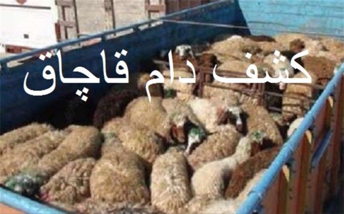 81 راس دام قاچاق در البرز کشف و  توقیف شدند
