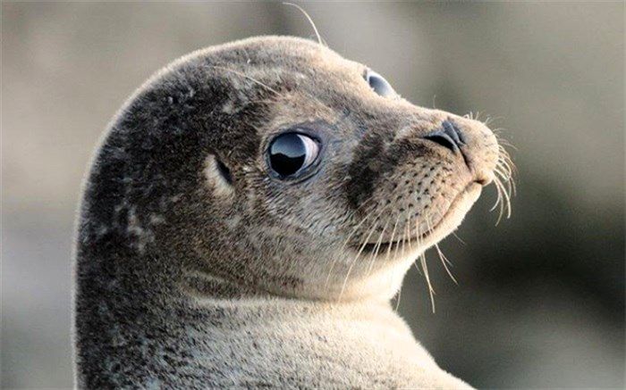 برنامه اقدام ملی حفاظت از «فک خزری» تدوین می‌شود