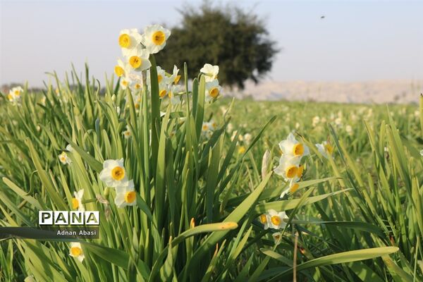 جشنواره گل نرگس در نوآباد  شهرستان مهر