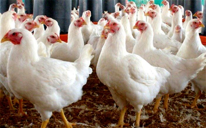 در استان البرز مرغ هورمونی تولید نمی‌شود