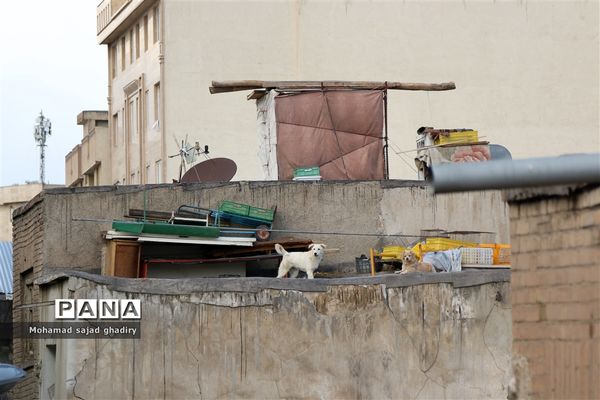 آغاز عملیات گسترده پلیس برای جمع‌آوری معتادان متجاهر و پاکسازی مناطق