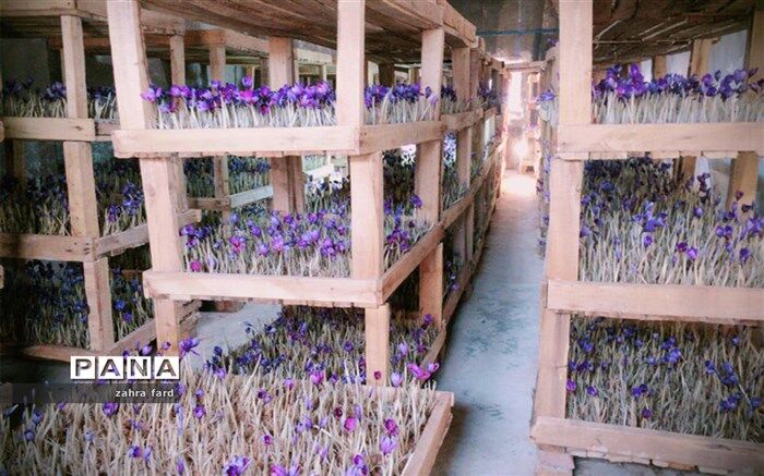 کاشت زعفران گلخانه‌ای،  برای نخستین بار  در نی ریز