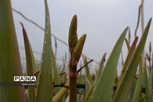 بهره‌برداری از مزرعه کاشت گیاه دارویی آلوئه‌ورا در شهرستان مُهر
