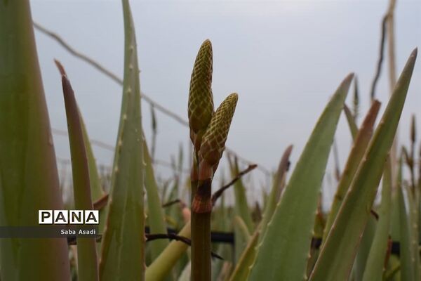 بهره‌برداری از مزرعه کاشت گیاه دارویی آلوئه‌ورا در شهرستان مُهر