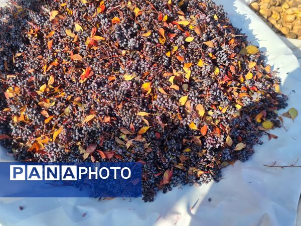 دومین جشنواره زرشک سیاه در روستای تیل شهرستان شبستر