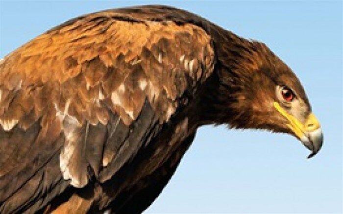 فروش عقاب به عنوان حیوان خانگی در فضای مجازی