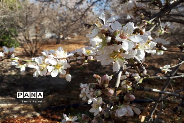 شکوفه‌های زمستانی