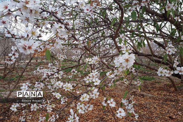 شکوفه‌های زمستانی