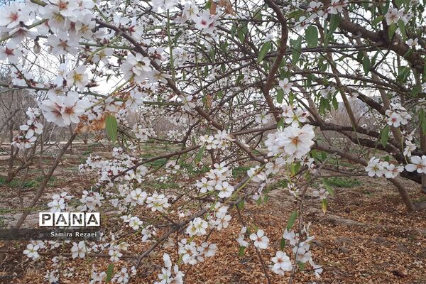 شکوفه‌های زمستانی