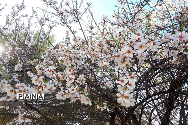 شکوفه‌های زمستانی