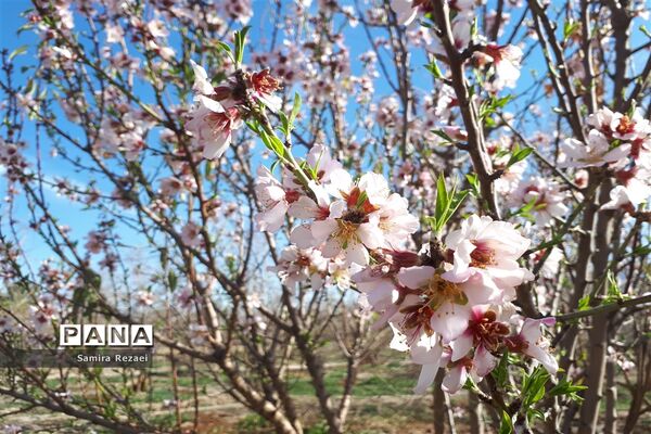 شکوفه‌های زمستانی