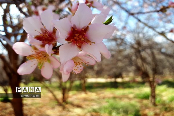 شکوفه‌های زمستانی