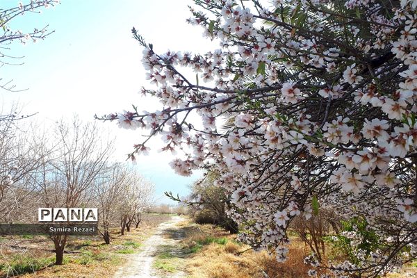 شکوفه‌های زمستانی