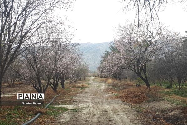 شکوفه‌های زمستانی