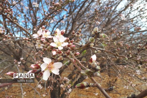 شکوفه‌های زمستانی