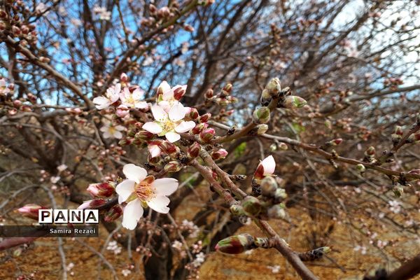 شکوفه‌های زمستانی