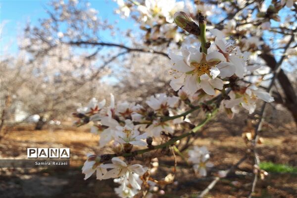شکوفه‌های زمستانی
