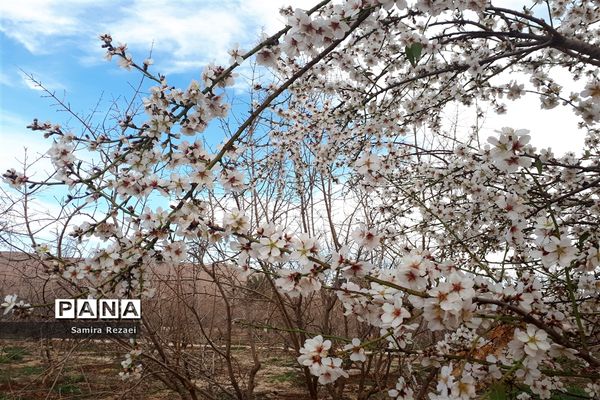 شکوفه‌های زمستانی