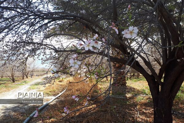 شکوفه‌های زمستانی