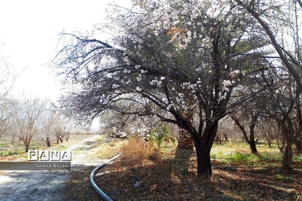 شکوفه‌های زمستانی