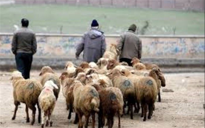 اظهارات یک دزد: یک بز ما را لو داد و  روش سرقت را از یک گوسفند الهام گرفتیم