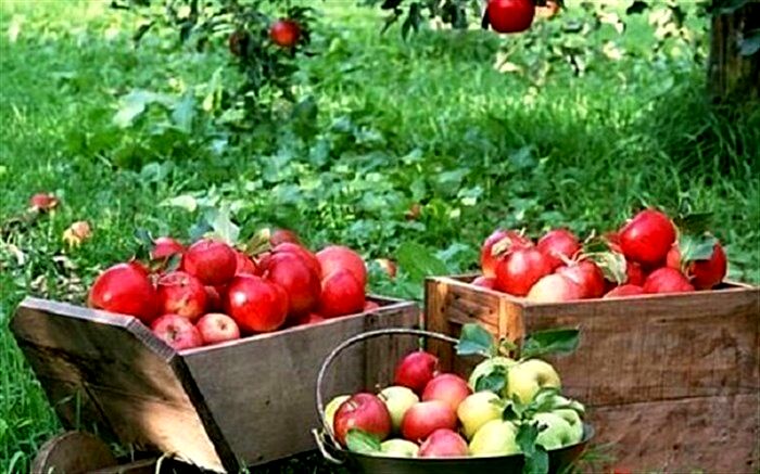 باغداران از عرضه سیب تولیدی خودداری می کنند