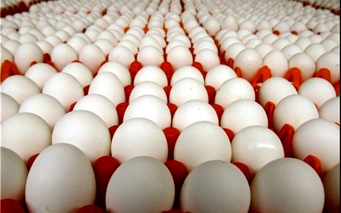 معاون سلامت  دامپزشکی خراسان جنوبی:حمل ۱۲ هزار تن تخم مرغ از خراسان جنوبی به سایر استانها