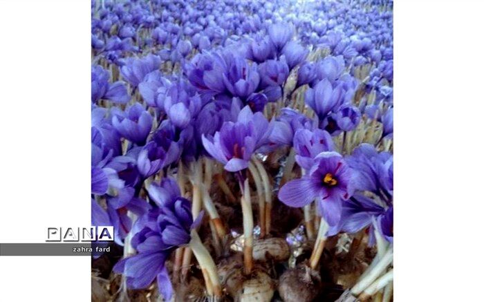 اختیار معامله زعفران در بورس کالا آغازشد